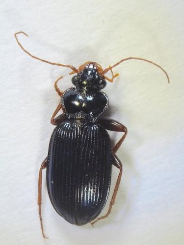 Réf. 194 789 : Leistus spinibarbis